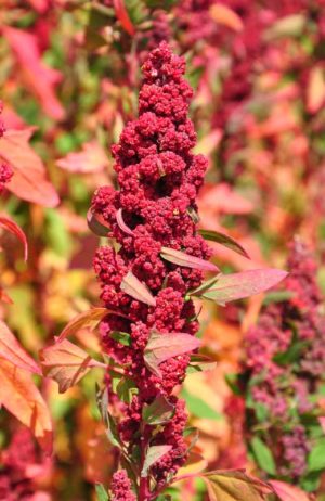 Brightest Brilliant Quinoa (Chenopodium quinoa)