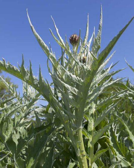Cardoon (Cynara cardunculus) plant
