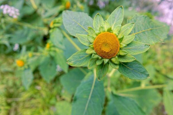 Carpesium macrocephalum (Da hua jin wa er) flower