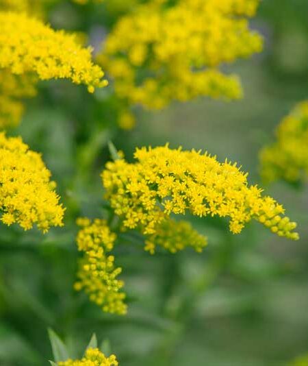 European Goldenrod (Solidago virgaurea) flowers