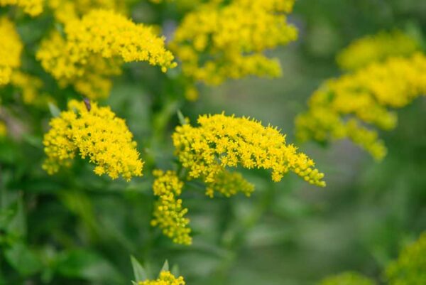 European Goldenrod (Solidago virgaurea) flowers