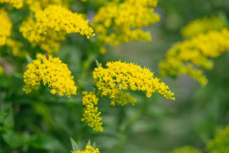 European Goldenrod (Solidago virgaurea) flowers