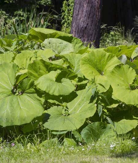 Butterbur (Petasites hybridus) plants