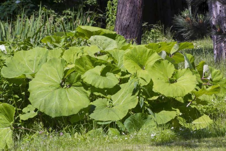 Butterbur (Petasites hybridus) plants