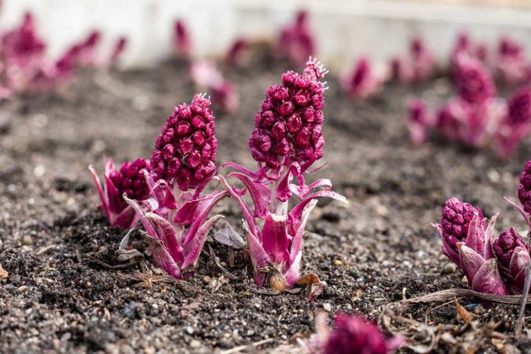 Butterbur (Petasites hybridus) starts