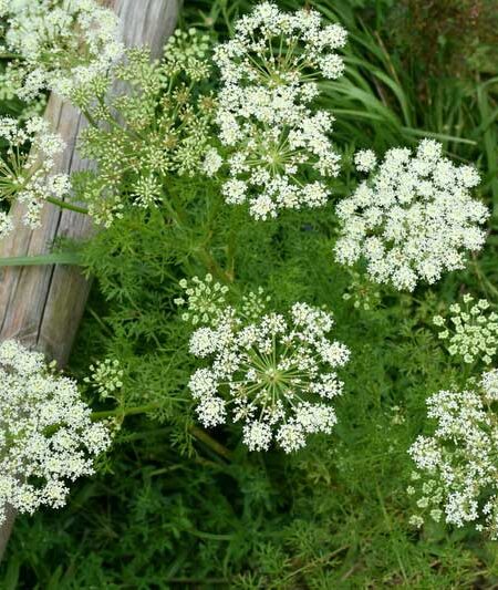 German Caraway (Carum carvi) flowering plants
