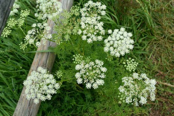 German Caraway (Carum carvi) flowering plants