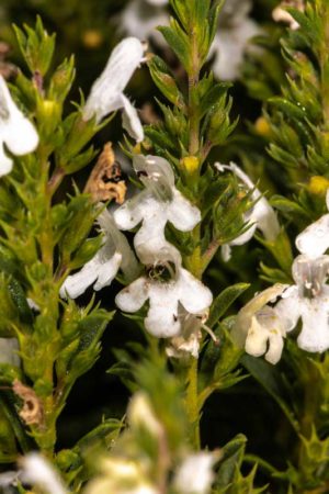 Lemon Savory (Satureja montana var. citriodora) flowers