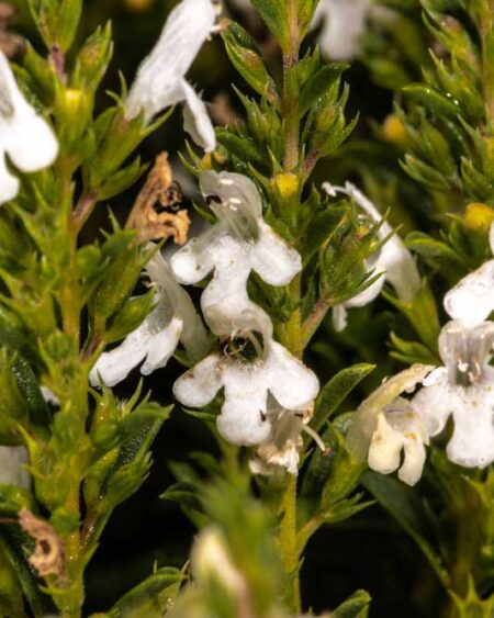 Lemon Savory (Satureja montana var. citriodora) flowers
