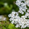 Noble Yarrow (Achillea nobilis) flowers