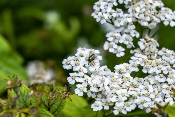 Noble Yarrow (Achillea nobilis) flowers