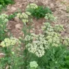 Yarrow, Noble (Achillea nobilis), potted plant, organic - Image 3