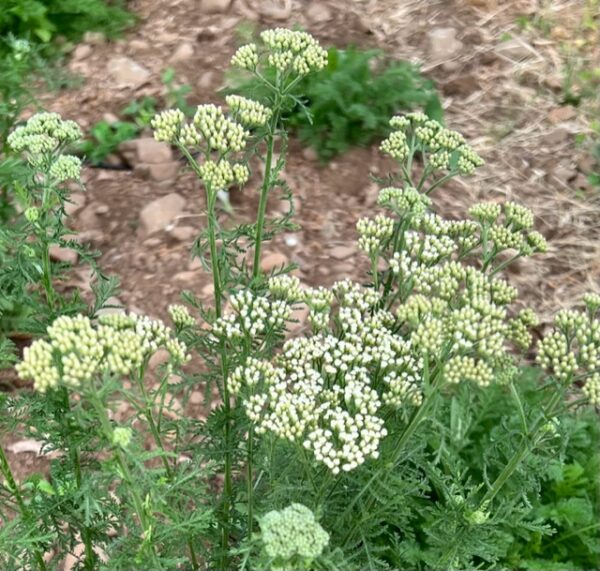 Yarrow, Noble (Achillea nobilis), packet of 100 seeds, organic - Image 2