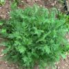 Yarrow, Noble (Achillea nobilis), potted plant, organic - Image 4