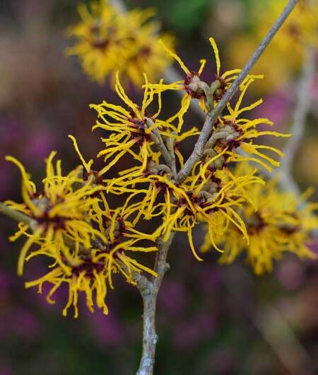 Ozark Witch Hazel (Hamamelis vernalis)