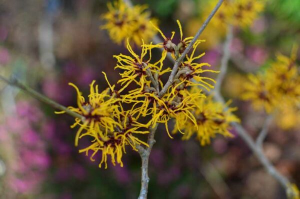 Ozark Witch Hazel (Hamamelis vernalis)