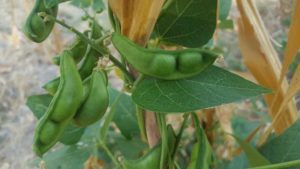 Pigeon Pea (Cajanus cajan) seed pods