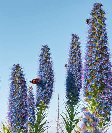 Pride of Madeira (Echium fastuosum) flowering plants