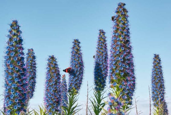 Pride of Madeira (Echium fastuosum) flowering plants