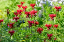 Red Bergamot (Monarda didyma) flowers