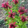 Bergamot, Red (Oswego Tea) (Monarda didyma) potted plant, organic - Image 2