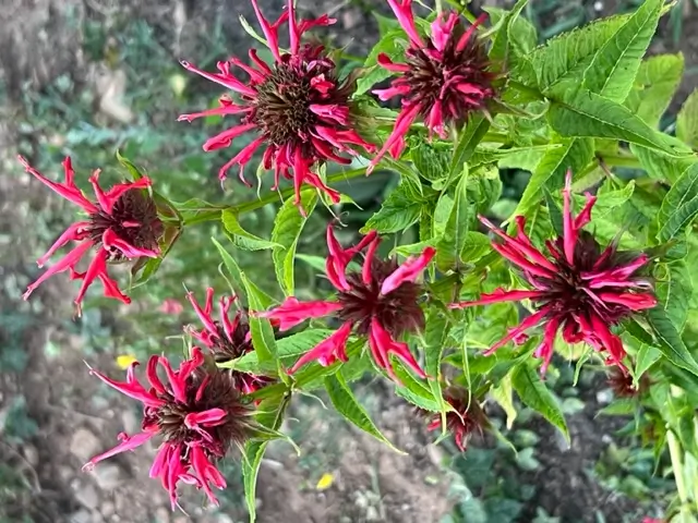 Bergamot, Red (Oswego Tea) (Monarda didyma) packet of 20 seeds, organic - Image 2