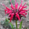 Bergamot, Red (Oswego Tea) (Monarda didyma) potted plant, organic