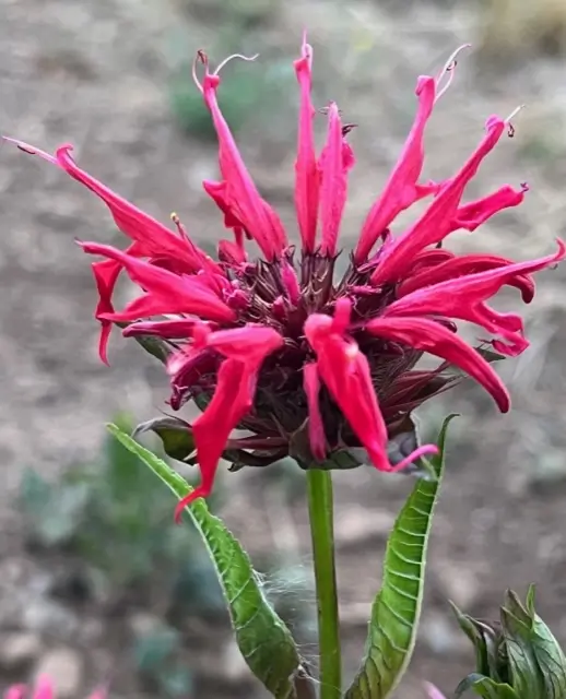 Bergamot, Red (Oswego Tea) (Monarda didyma) packet of 20 seeds, organic