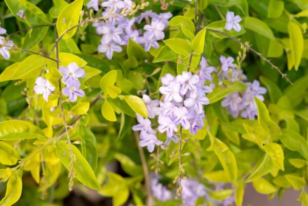 Sky Flower (Duranta repens)