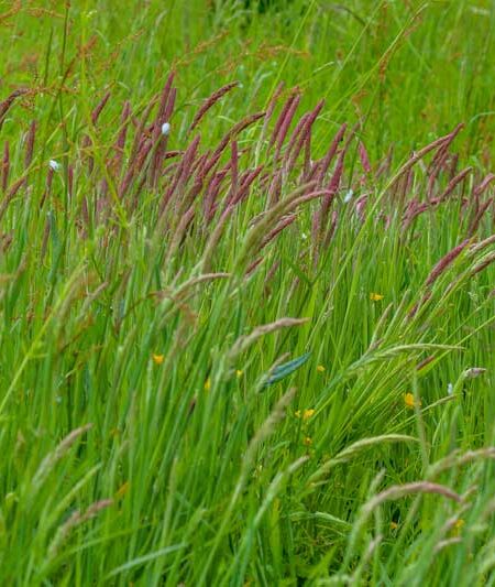 Sweet Vernal Grass (Anthoxanthum odoratum)