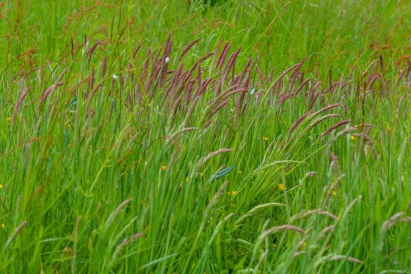 Sweet Vernal Grass (Anthoxanthum odoratum)