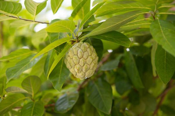 Sweetsop (Annona squamosa)