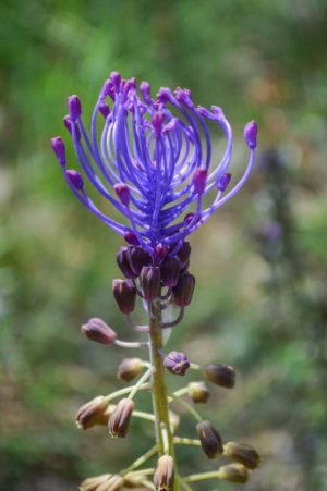 Tassel Grape Hyacinth (Leopoldia comosa, Syn. Muscari comosum) Flower