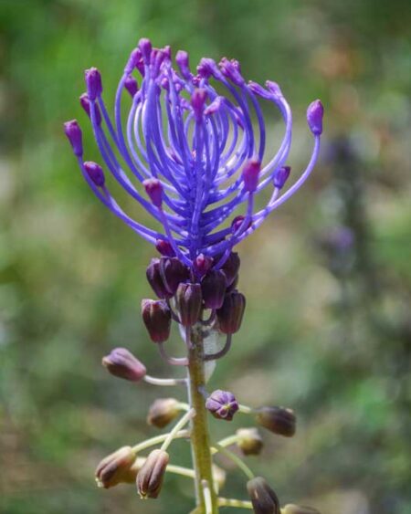 Tassel Grape Hyacinth (Leopoldia comosa, Syn. Muscari comosum) Flower