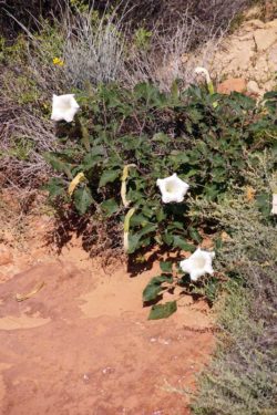 Toloache Datura (Datura meteloides) flowering plants