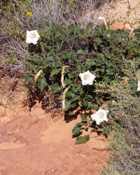 Toloache Datura (Datura meteloides) flowering plants