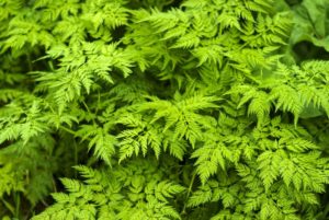 Turnip Rooted Chervil (Chaerophyllum bulbosum) plants