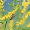 Yellow Melilot (Melilotus officinalis) flowering plant