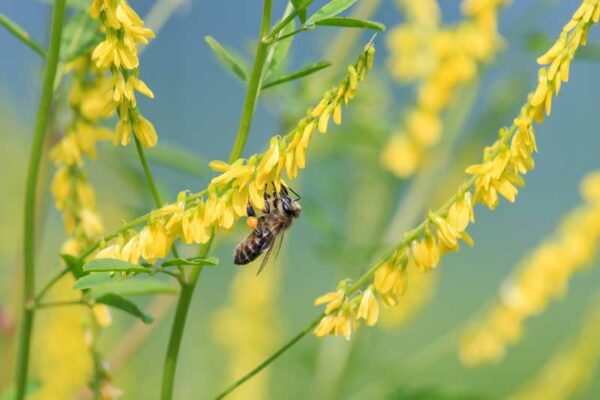 Yellow Melilot (Melilotus officinalis) flowering plant