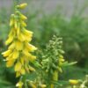 Yellow Melilot (Melilotus officinalis) flowers