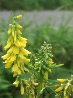 Yellow Melilot (Melilotus officinalis) flowers