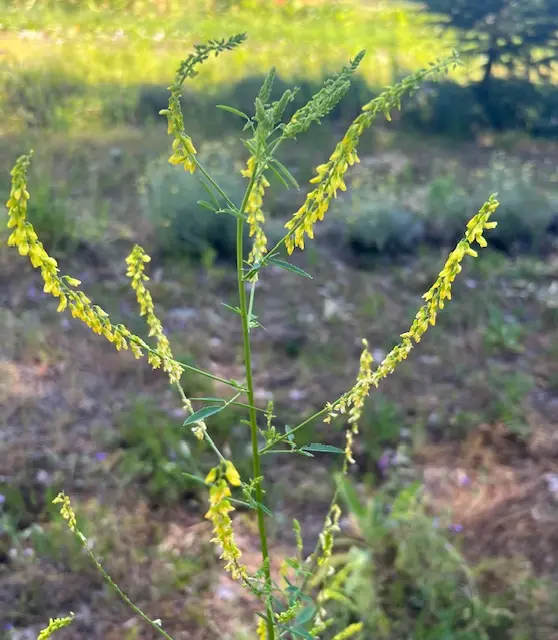 Melilot, Yellow (Melilotus officinalis) seeds, Organic - Image 3