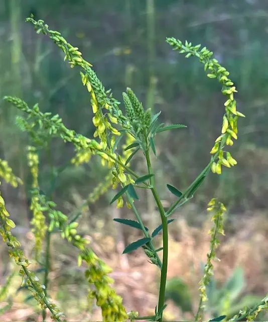 Melilot, Yellow (Melilotus officinalis) seeds, Organic