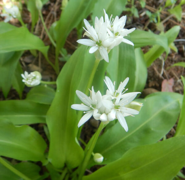 Garlic, Bear's (Allium ursinum), packet of 30 seeds, organic