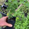 Cramp Bark (Viburnum opulus) tree in a 9 inch pot, organic