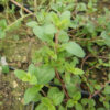 Thyme, Greater Wild (Thymus pulegioides) plant, Organic
