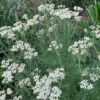 Yarrow, Noble (Achillea nobilis), potted plant, organic