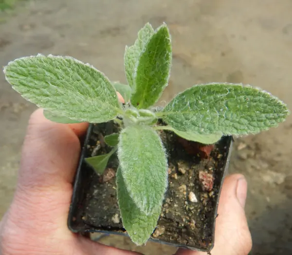 Greek Mountain Tea, North (Sideritis scardica), packet of 10 seeds - Image 3