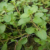 Thyme, Greater Wild (Thymus pulegioides) plant, Organic - Image 2