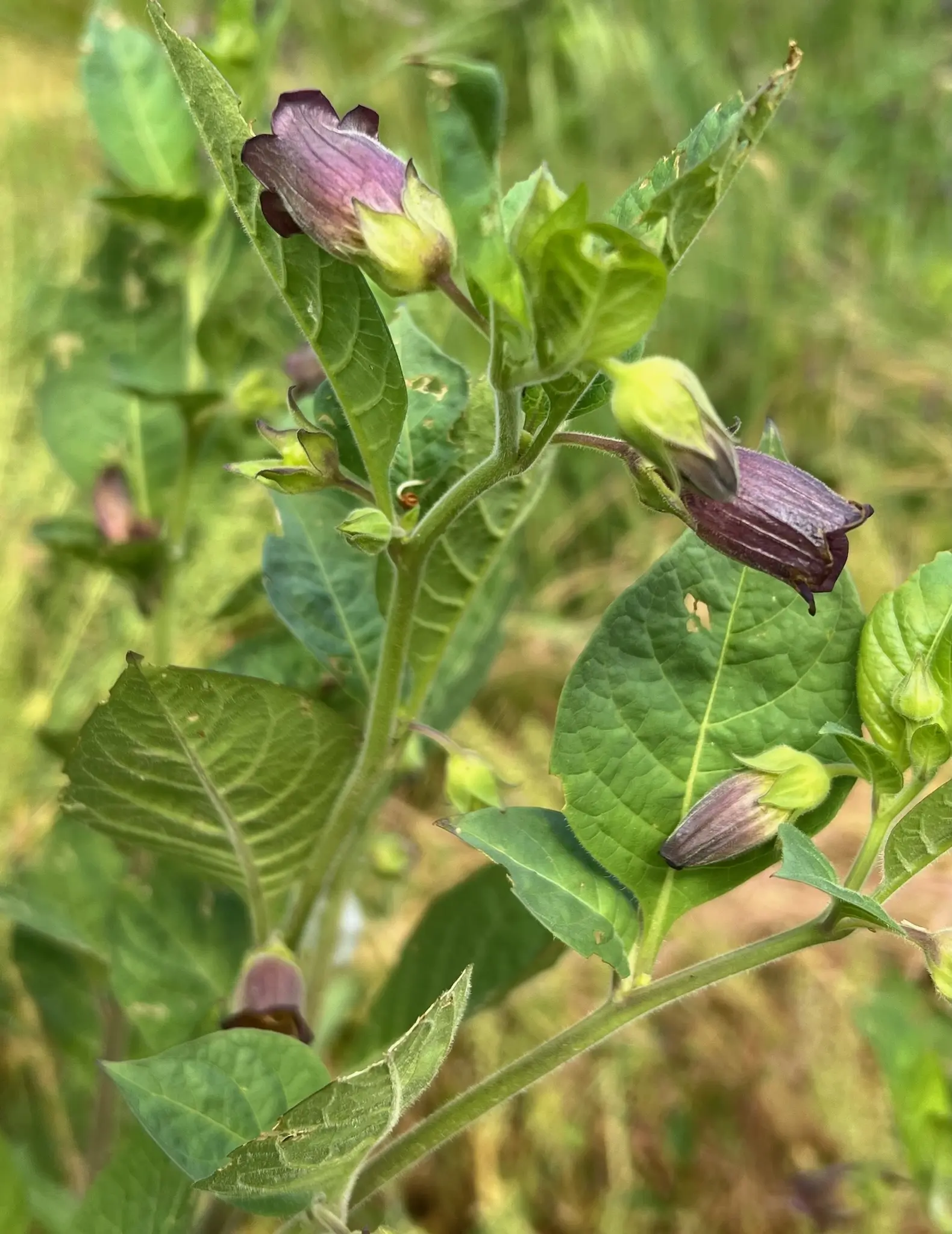 Belladonna, Caucasus (Atropa belladonna ssp. caucasica) seeds, organic - Image 4